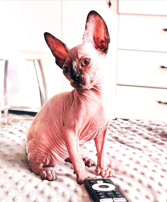 Сфинкс Канадский.