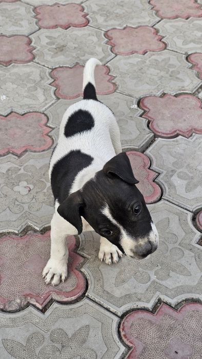 Pitbull  2oylik o'tgan