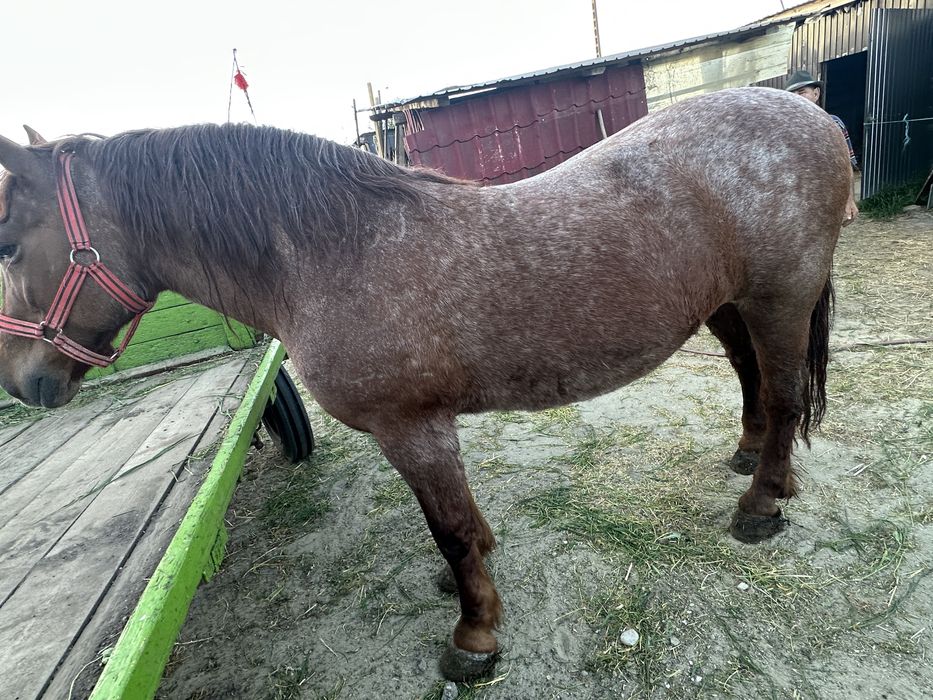 De vanzare iapă merge pe 11 ani