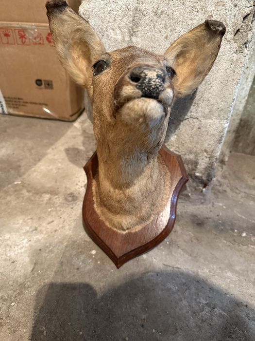 Продавам препарирана сърна