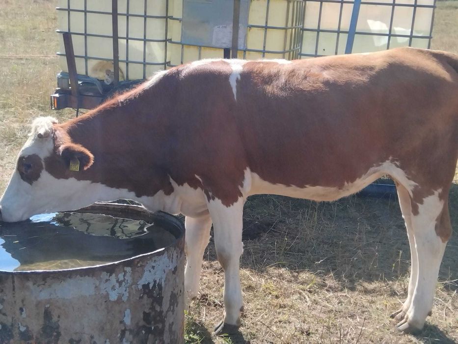 Disponibile spre vânzare 5 vițele (2 montate) înscrise în COP. , linia carne!