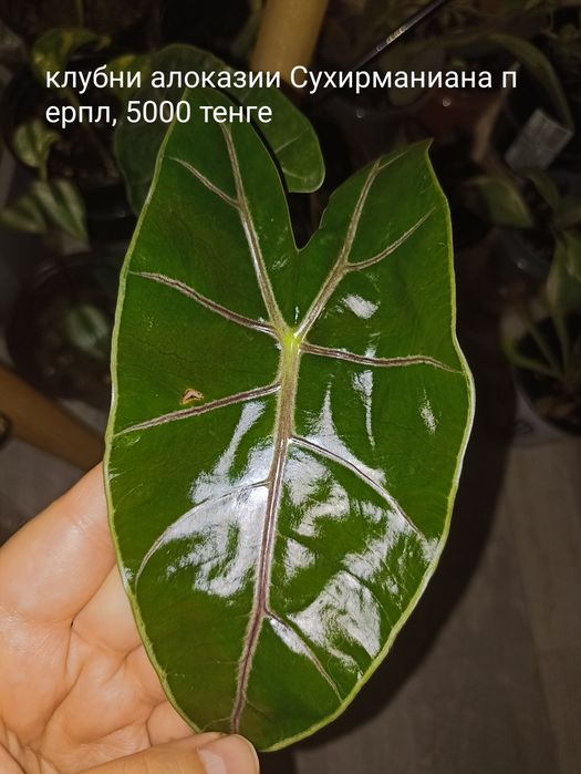 Комнатные растения