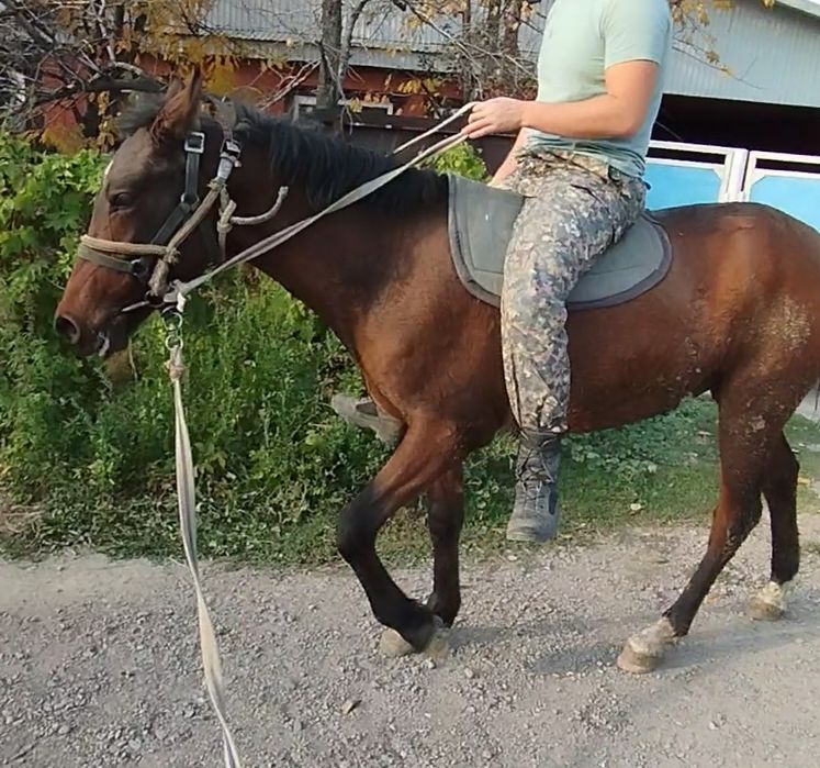 Продам жеребенка