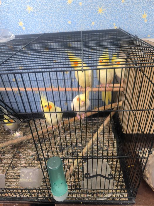 200min Karella qushlari ruchnoyga orgatishgayam  bolasi bor