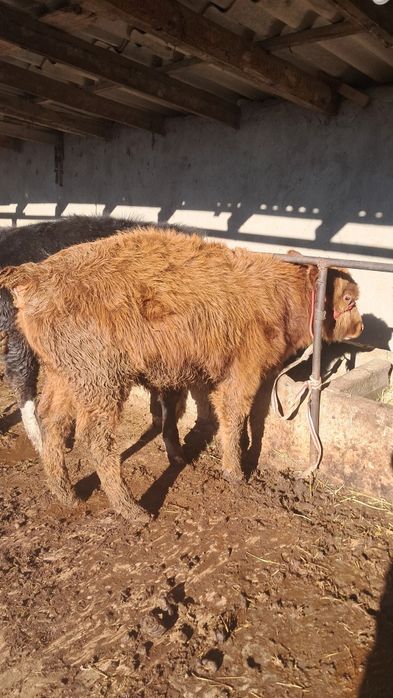 Продаёться бычки