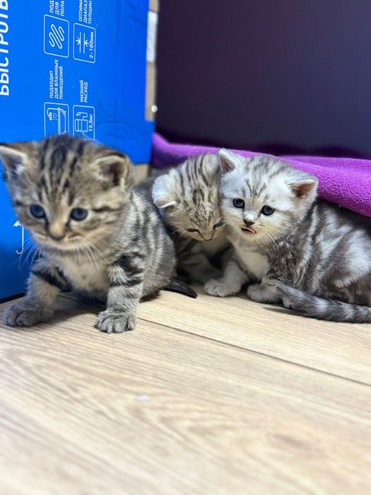 Продам британских котят