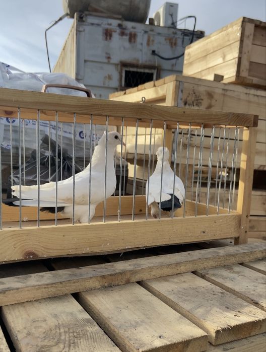 Голуби черно хвостые, сирень…