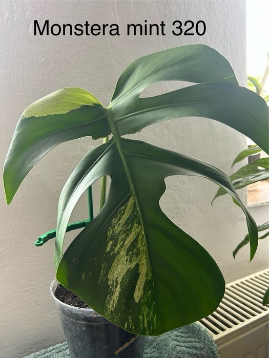Plante din familia monstera de vanzare . Pret la fiecare planta.