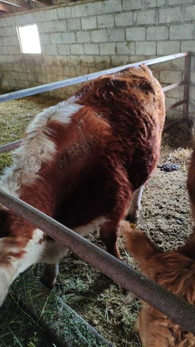 Семыз согымга сиыр