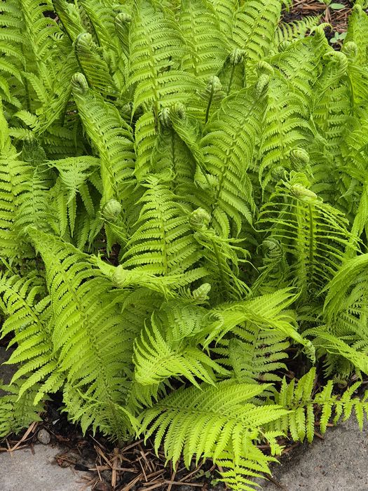 Продам папоротник