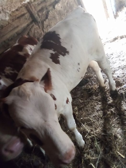 Două vițele bălțate