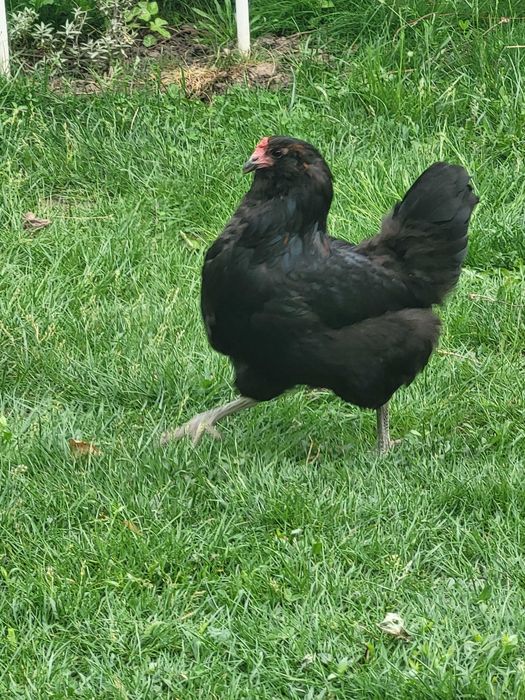Vand gaini Ameraucana si oua