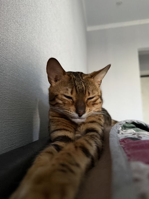 Бенгальская кошка