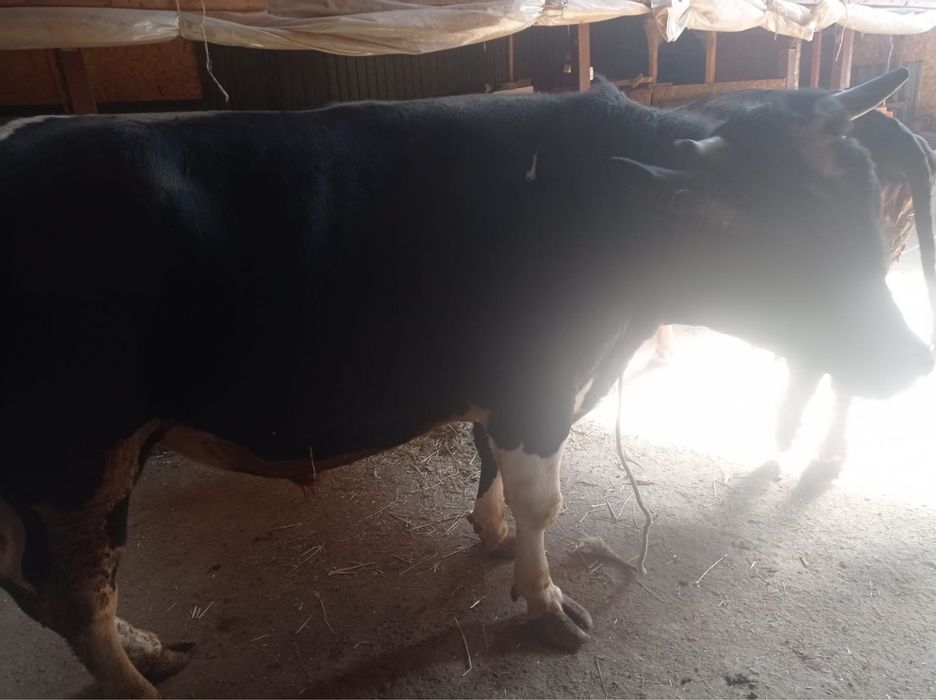 Бык , чистокровный голштинец