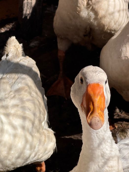 Гуси Линда суточные недельные