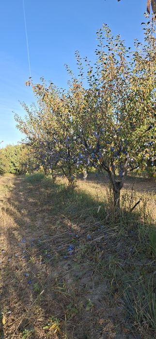 Prune de vanzare