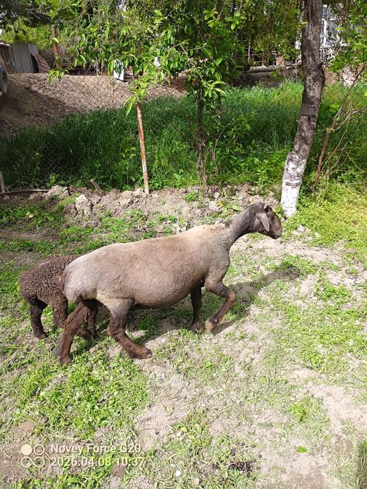 Quy blan mernoz quchqor sotladi