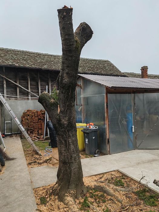 Buștean CIREȘ Masiv – Diametru 57 cm – Ideal pentru Blaturi Masă