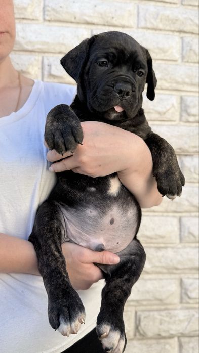 Italian Cane Corso