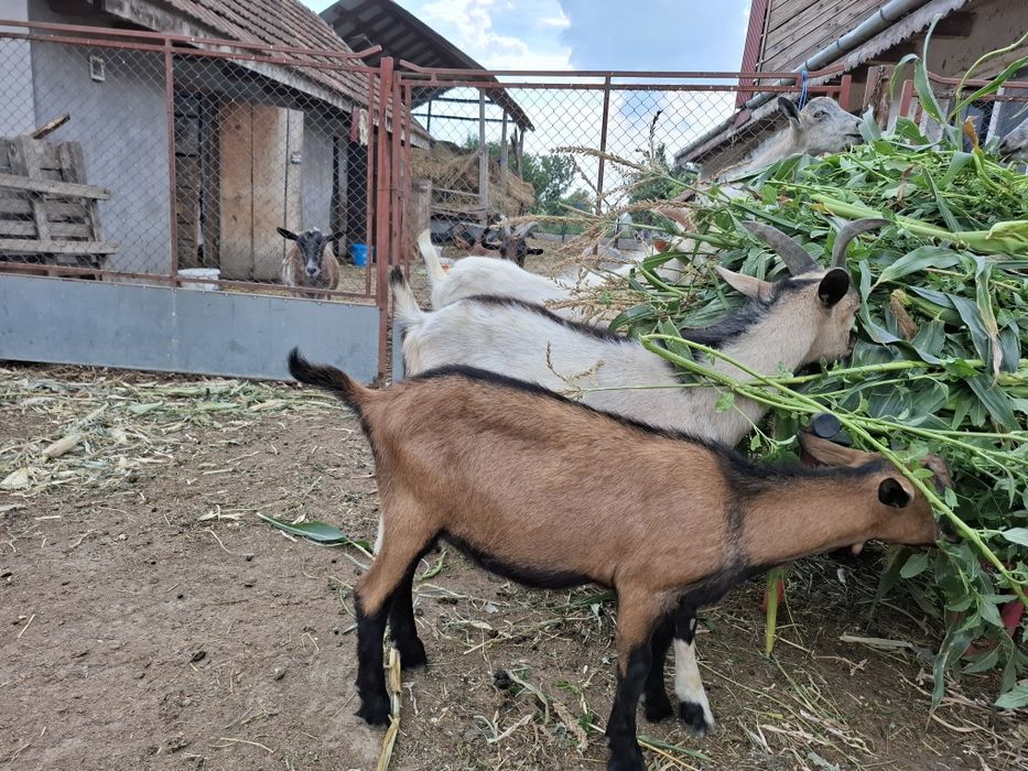 Iedute si tapisori de vanzare