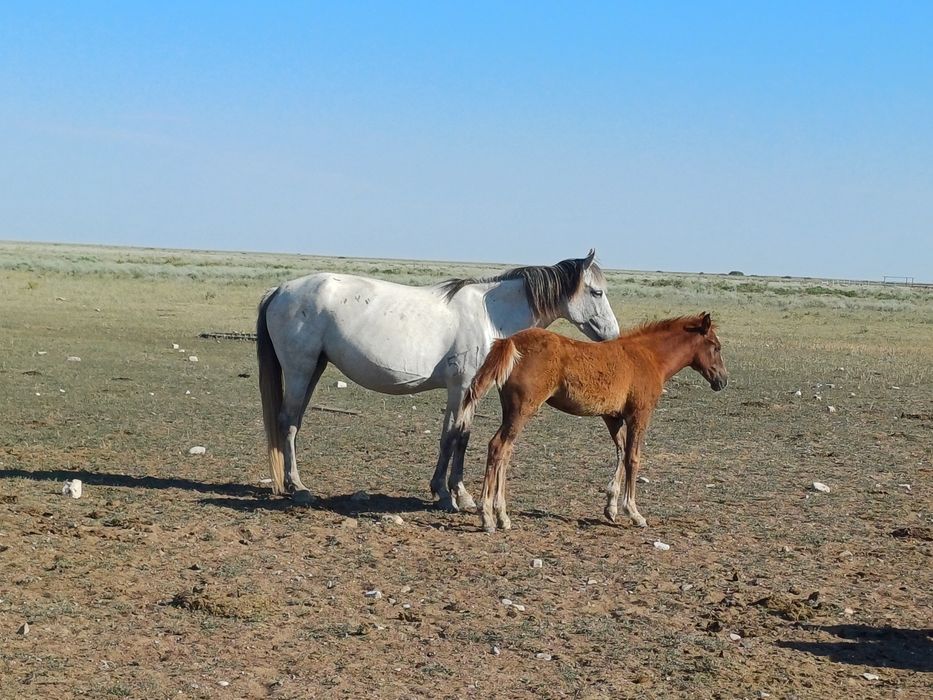Буаз бие байталымен