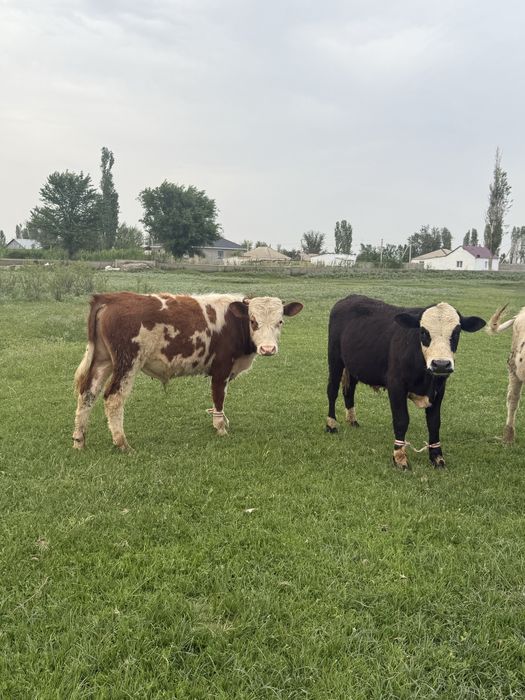 Бычок бычки бұқа сатылады