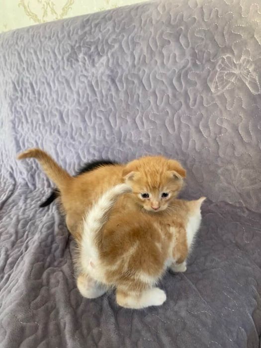 Skotish fold mushuklar