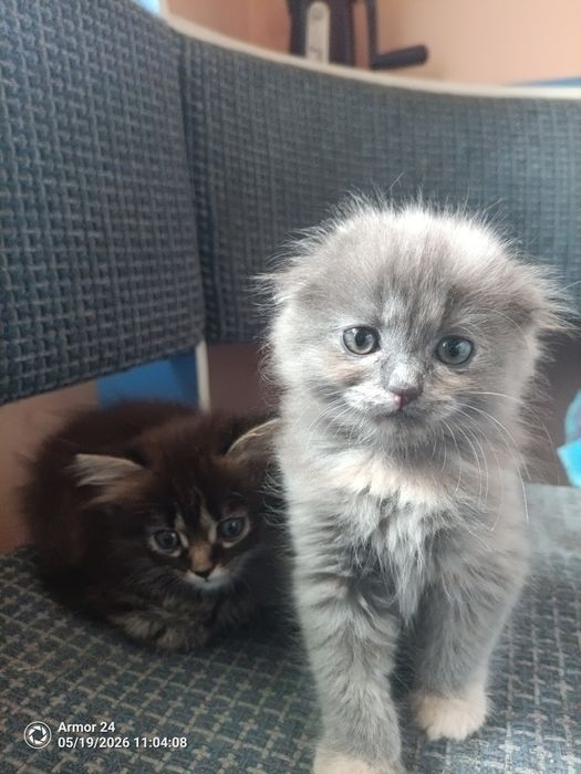 Кошечки,вислоухие