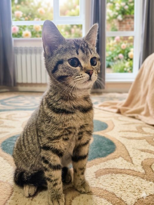 Котика в добрые руки