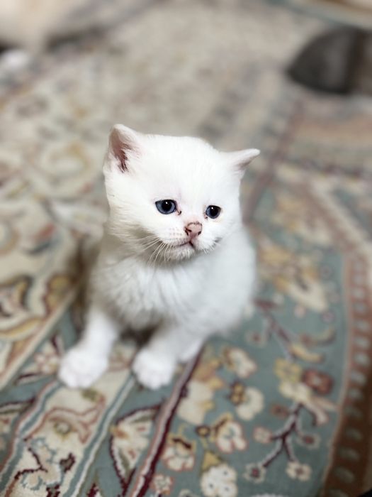 toza qon skotsh fold mushuk bolalari sotuvda