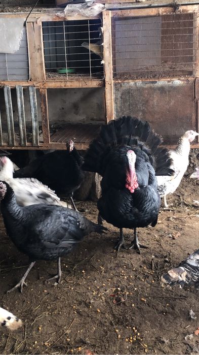 Индюк гибрид сатылады