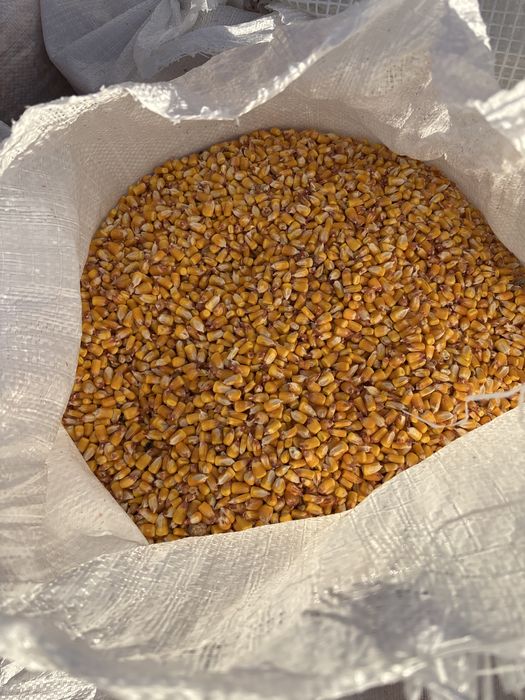 Porumb boabe însacuit