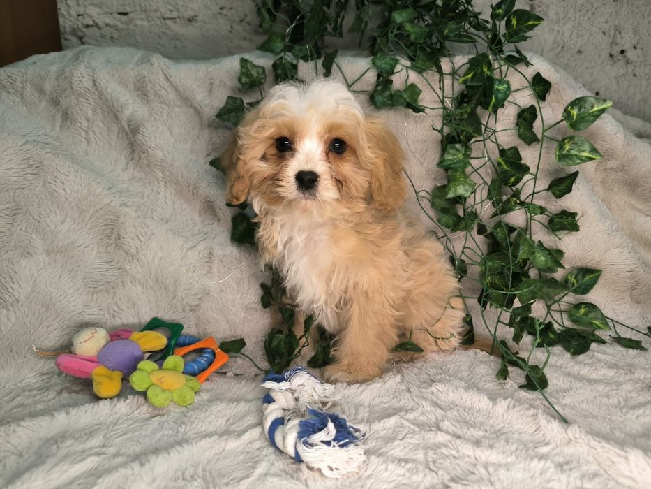 Vand baietel Cavapoo crem F1