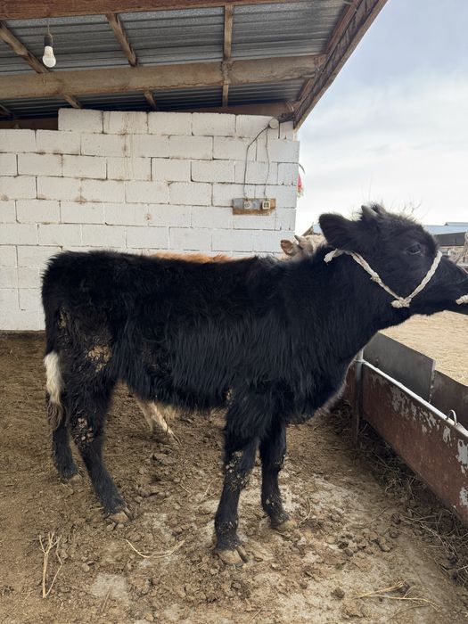 Бычки продаетсяя