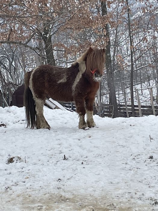 Vand ponei foarte cuminte