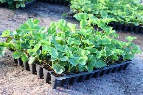 Рассада-Саженцы клубники Оптом НСД-КСД