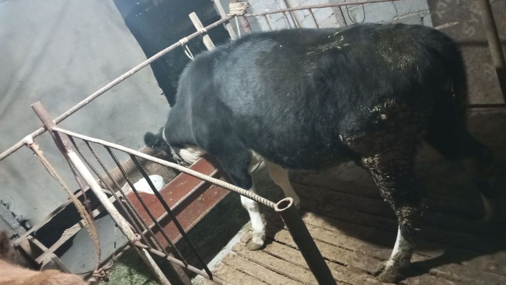 Сиыр сатылады бағасы 400000