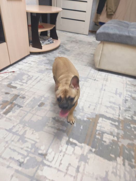 Французский бульдог