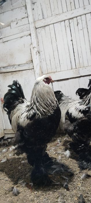 Cocosii Brahma sí Australorp