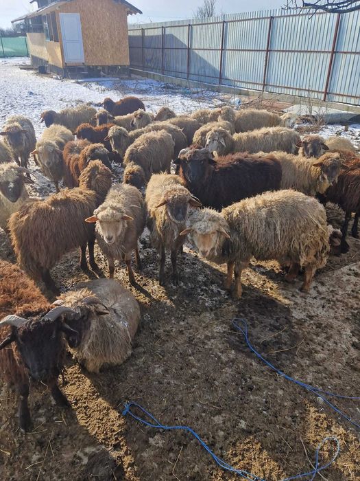 Vand 20 de oi la 500 de lei bucata