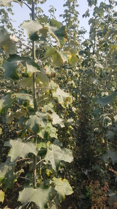 Терак кучатлари сотилади