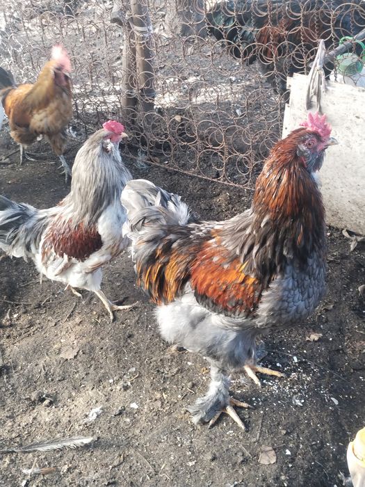 Продам  породистых петухов :