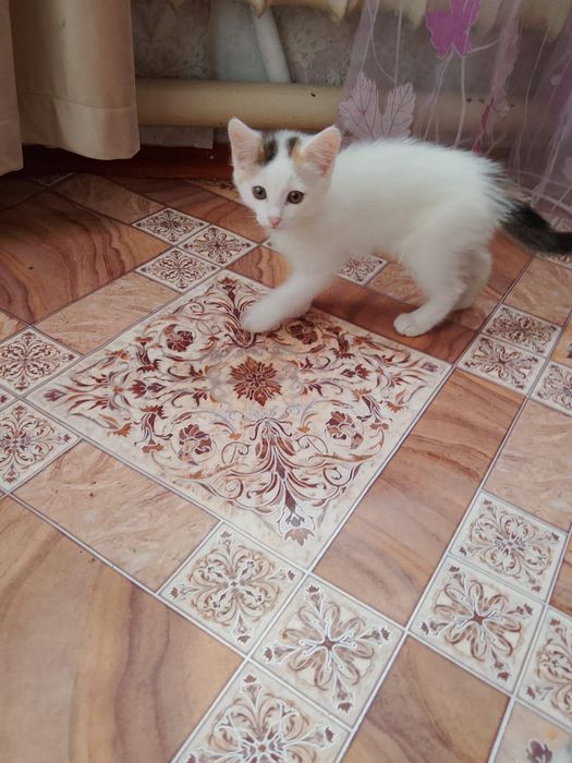 Отдам даром котят