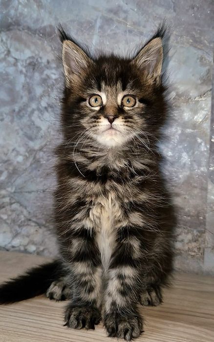 Мейн-кун котята с питомника