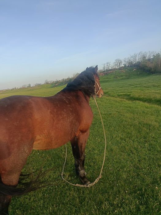 Iapă DE Vânzare  Bună