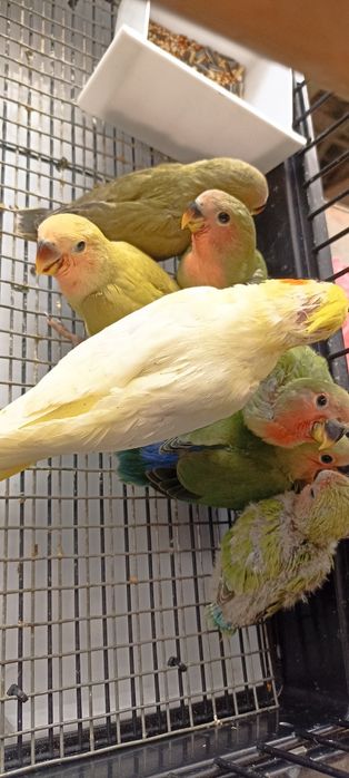 Папагали неразделки и корели