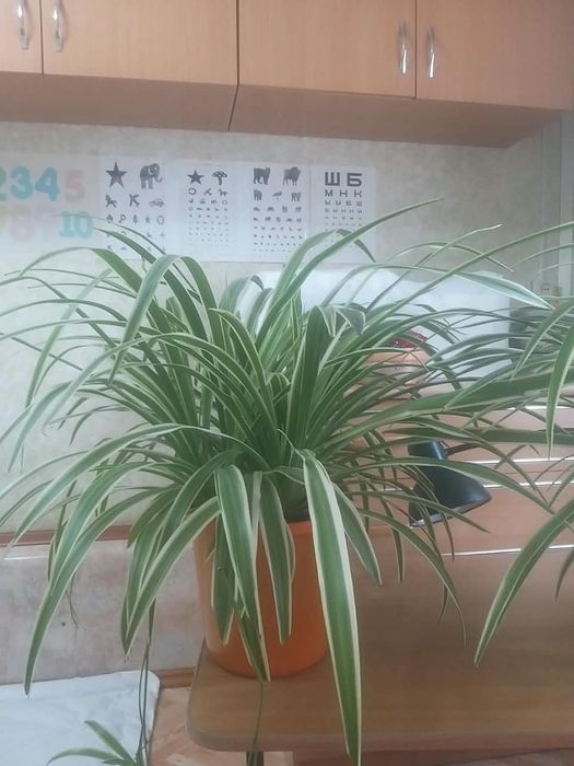 Продам цветы самовывоз