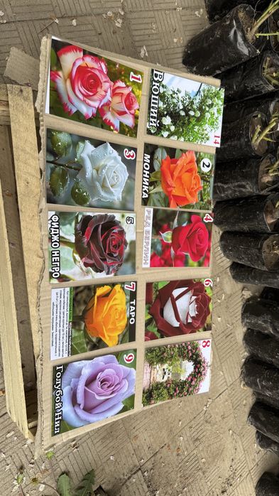 Саженцы розы , розы