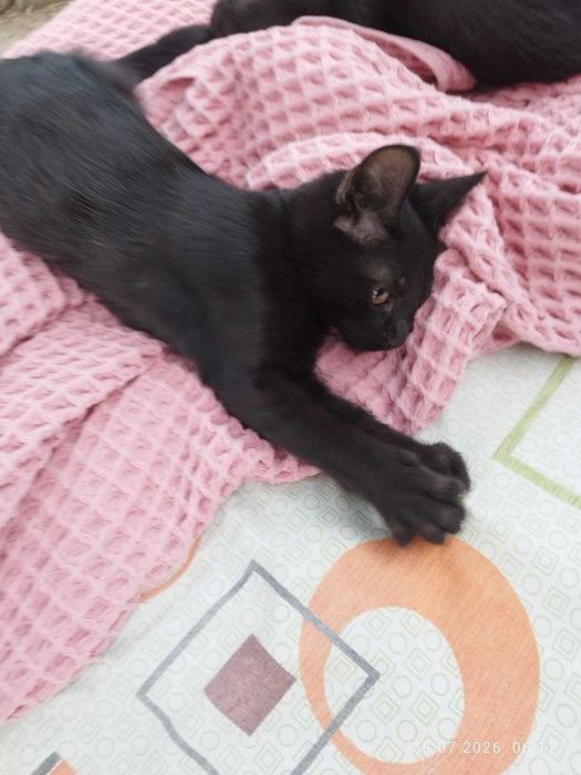 Котята Домашние Чёрные