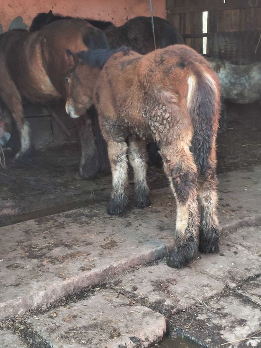 Mânz greu de vânzare